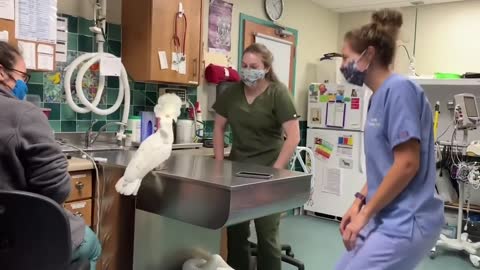 cockatoo socializing with Vet Hospital Staff