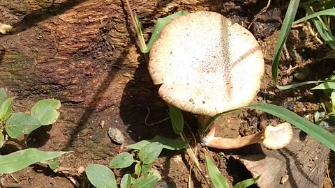 Honey Mushroom Fungi