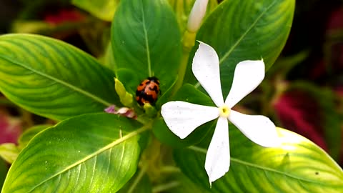 Cute And Small Ladybug On The Periwinkle Plant