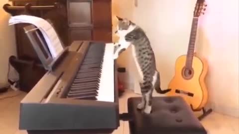 Cat playing piano