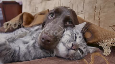 Cat and a dog