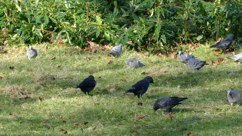 Crows Eats With Birds On Grass