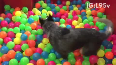 Blue heeler plays in ball pit