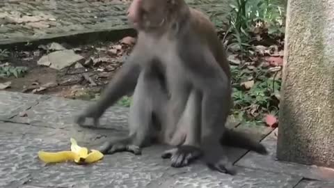 Monkeys are playing and running around in the zoo