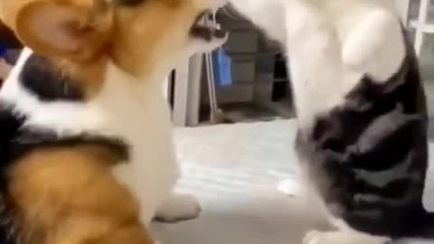 Kungfu_figter_cat_vs_dog