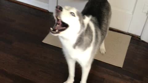 Husky way too excited to be going out for walk