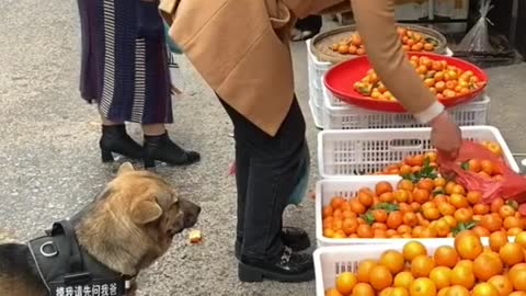 Wow Such a Helpful Dog 🐶