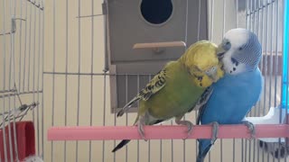 Budgie takes care for his female friend