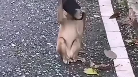Wear mask monkey animals