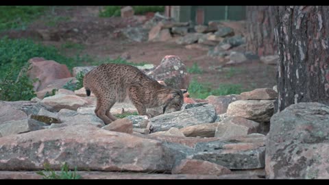 A real predator, the Iberian Lynx, stalks its prey with its senses alert. 4K HDR.