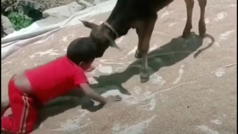 Child is playing with a bull calf | Funny video
