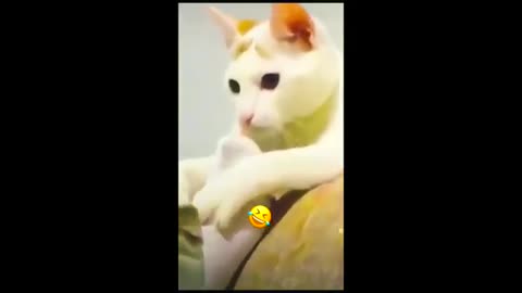 funny cat and dogs videos #animals #cats #funnycats #funniestanimals #dogsvideos