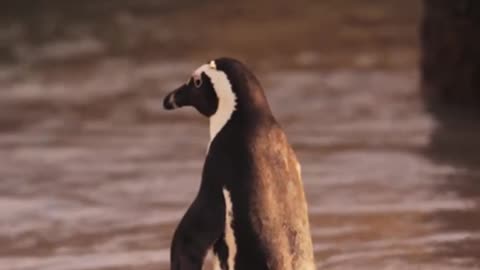 A penguin heading towards a river for tourism