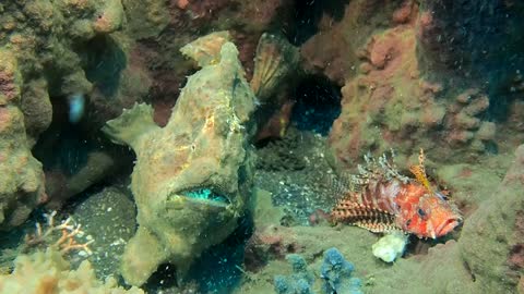 Frogfish Dines on Lionfish