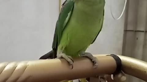 Talking 🦜 raw parrot