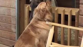 Molly the Golden Retriever loves Sammy the Mini Horse