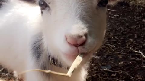 Baby goat chews piece hay