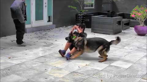 How to training dogs