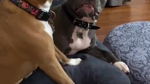 Funny dogs reaction