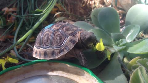 Adorable baby tortoise eats yellow flower