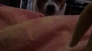 Brown dog reacting from owner barking