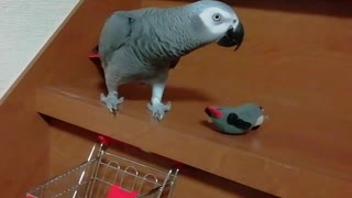 Put a cute parrot in the cart