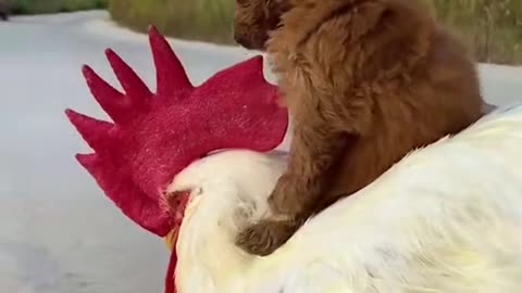 Puppy and Rooster😍