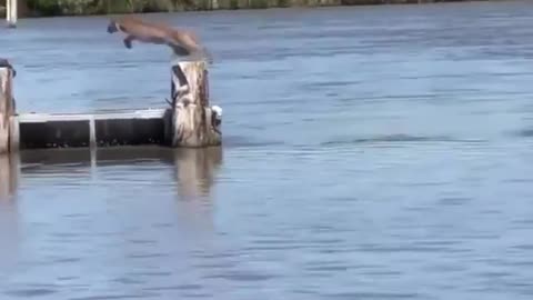 Bobcat performs a long jump