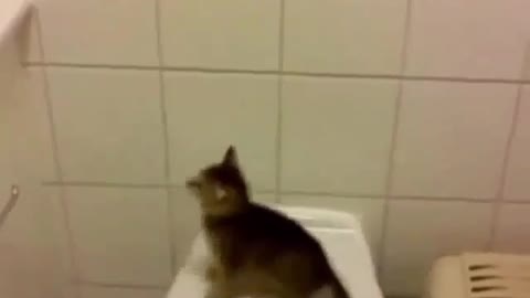 Funny cat jump loool