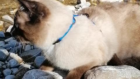 Picnic with a cat, who enjoys the river flow