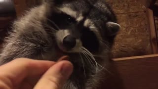 Racoon eating food given to it