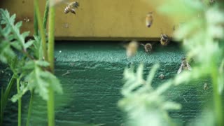 Herd Of Bees,at Beehive Going In And Out