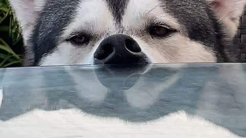Relaxed Husky Rests Nose Against Table