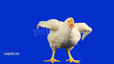 A Chiken On Blue Screen