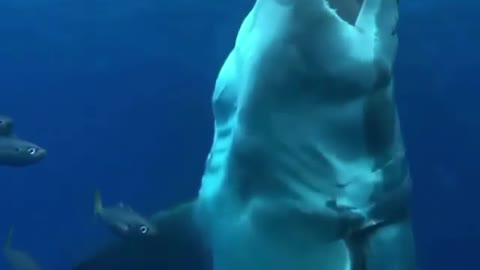 shark eats bait