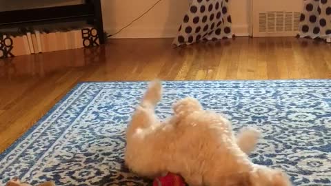 Small white dog lays on red toy over blue carpet