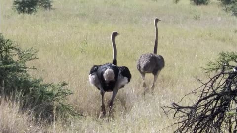 Three Cheetahs Vs Ostrich | Wild Fight | Mystery of Wildlife