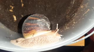 The snail hides when touched 🐌