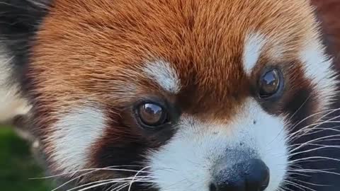 The red panda