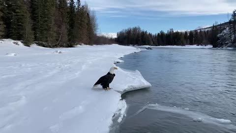 Winter scenes on the Kenai River