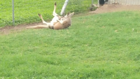 Mama kangaroo plays with her baby