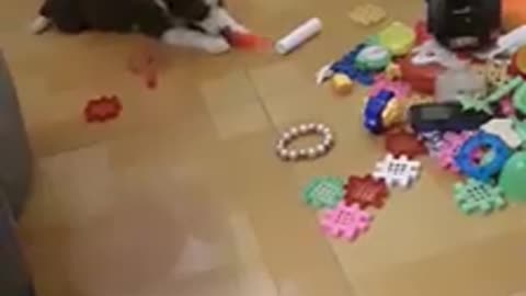 the dog plays with a toy