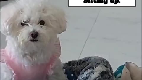 Candi the Maltipoo Recovers from Paralysis
