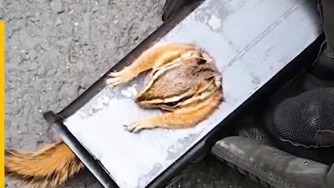 A squirrel's life saved by man!!🤯