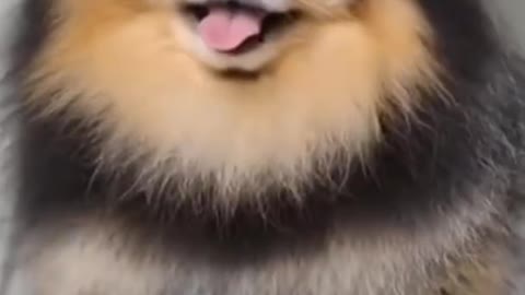 Cute Dog Video. Animals Video #Dog