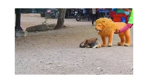 Dog Funny & fake Lion and Fake Tiger Prank To dog