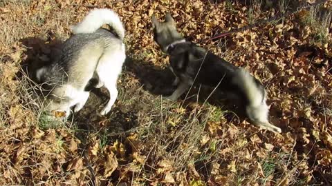 Husky chases dirt throwing by other digging husky