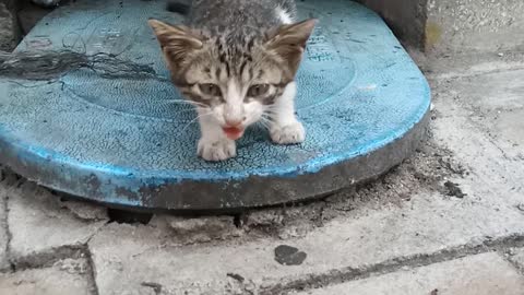 I think the street cat is hungry ㅠㅠ