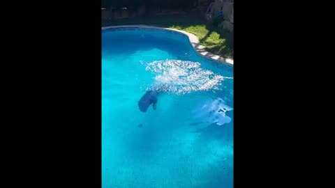 How beautifully my dog dives into the pool