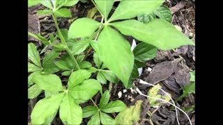 Deep Connections Siberian Ginseng July 2021